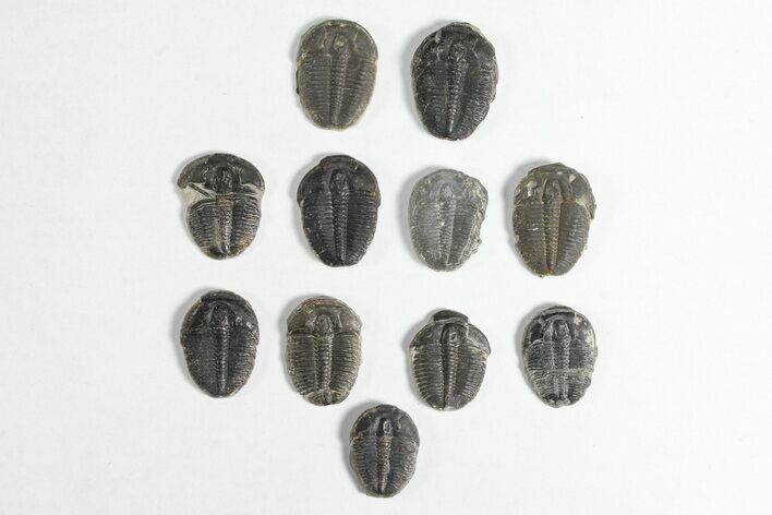Lot: / Elrathia Trilobites - Pieces #92036